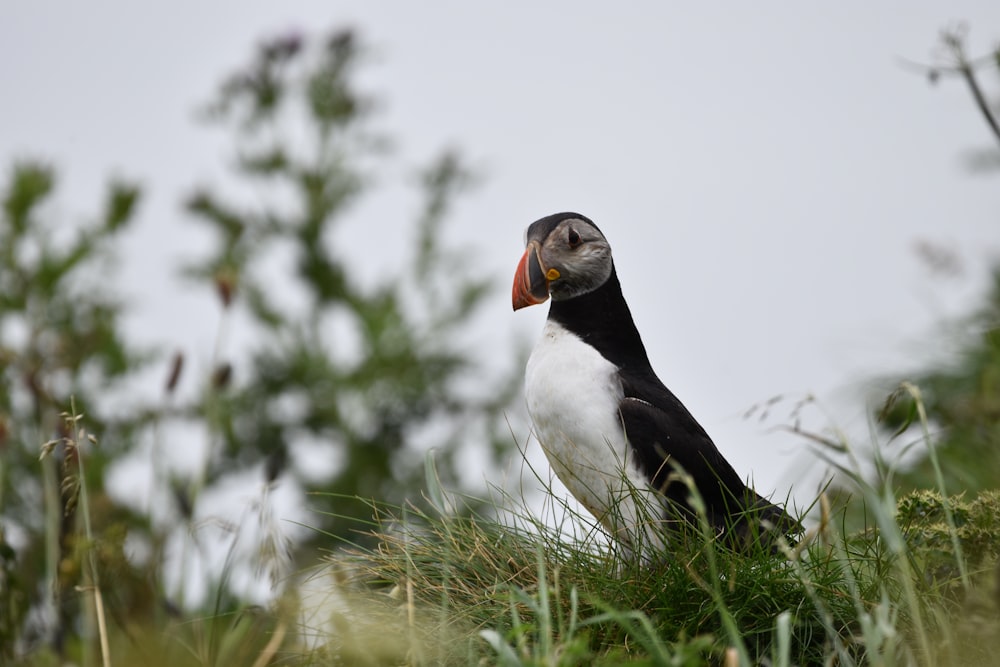 a black and white bird sitting on top of a lush green field