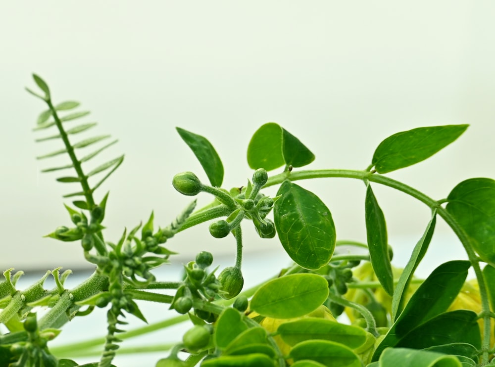 a close up of a plant with green leaves