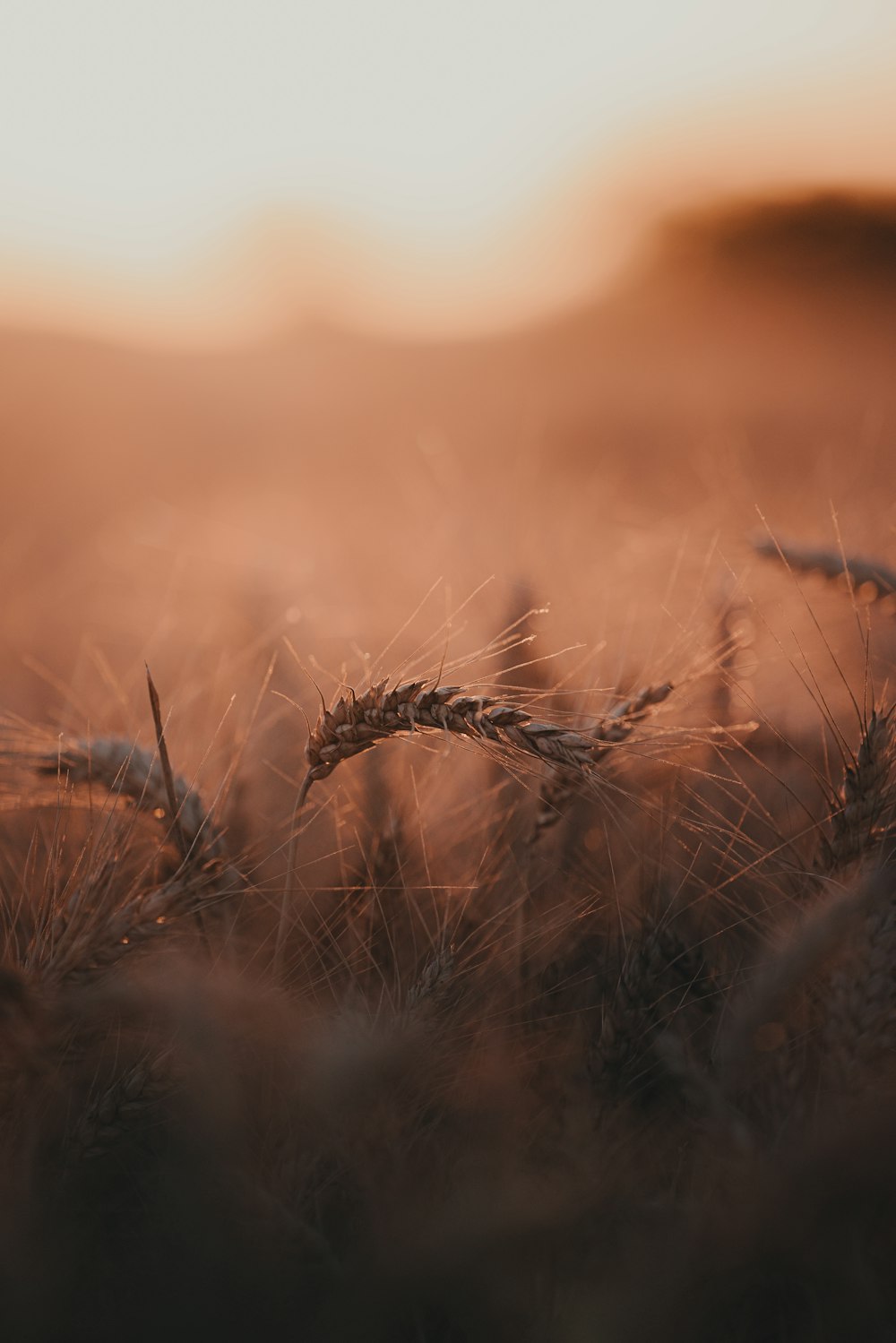 um close up de um campo de trigo ao pôr do sol