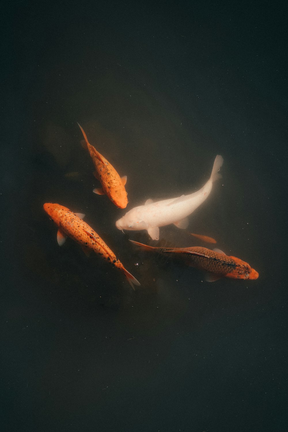 a group of fish swimming in a pond