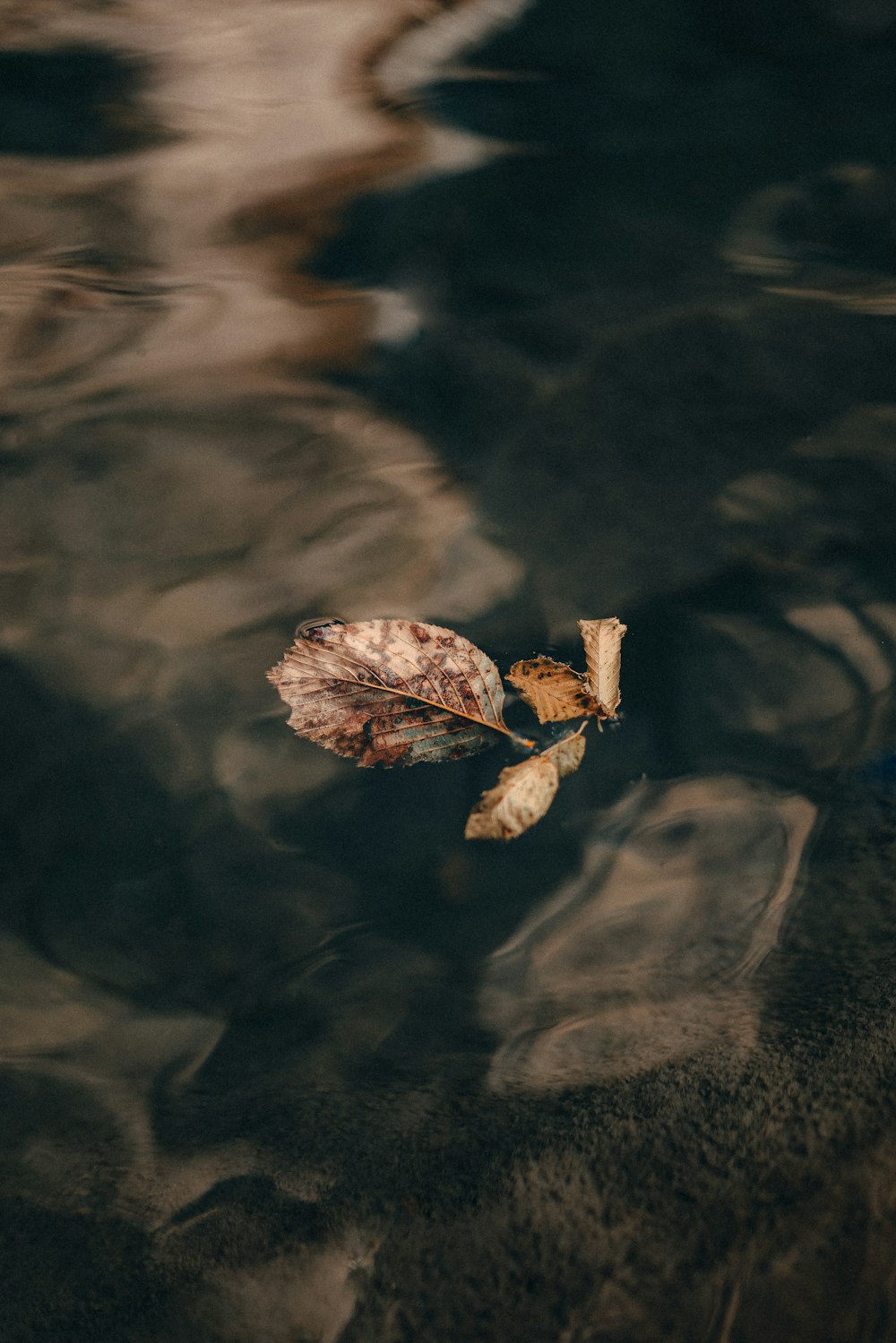 a leaf floating on top of a body of water