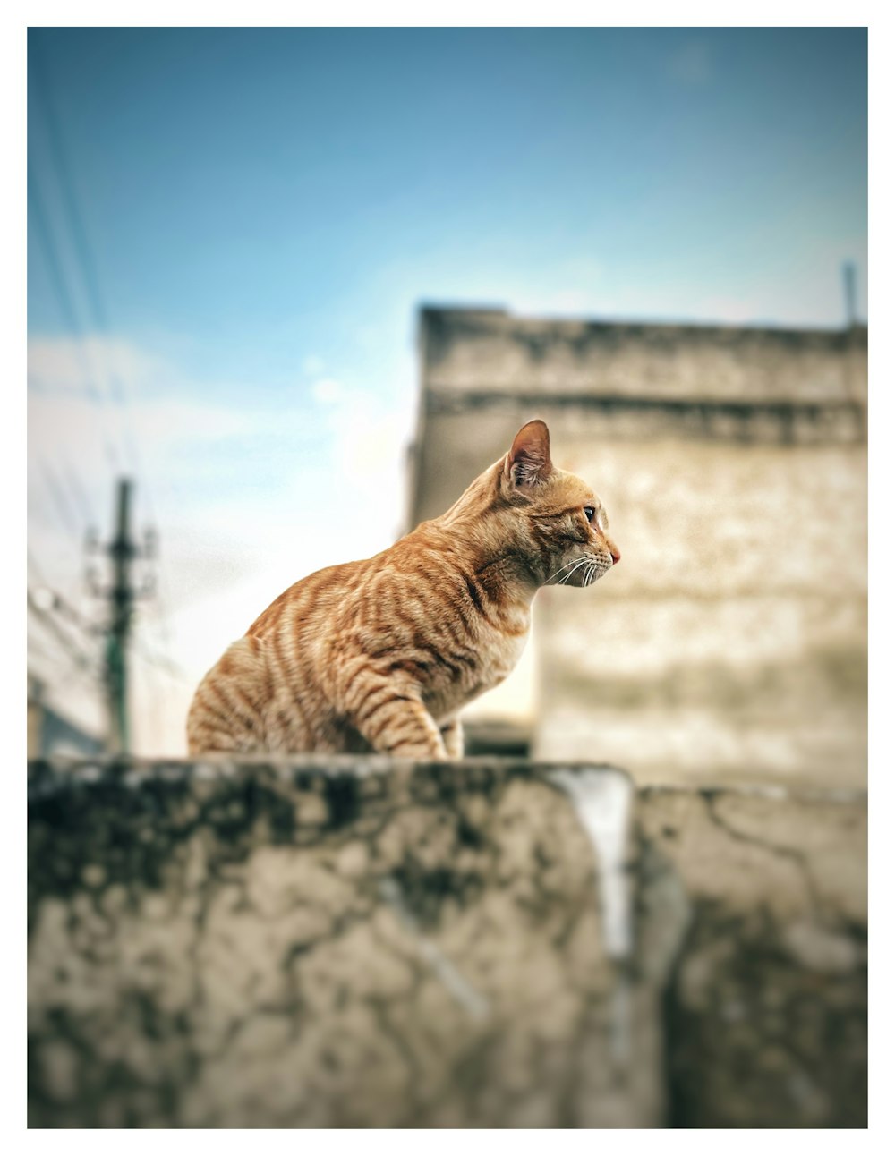 a cat sitting on top of a stone wall