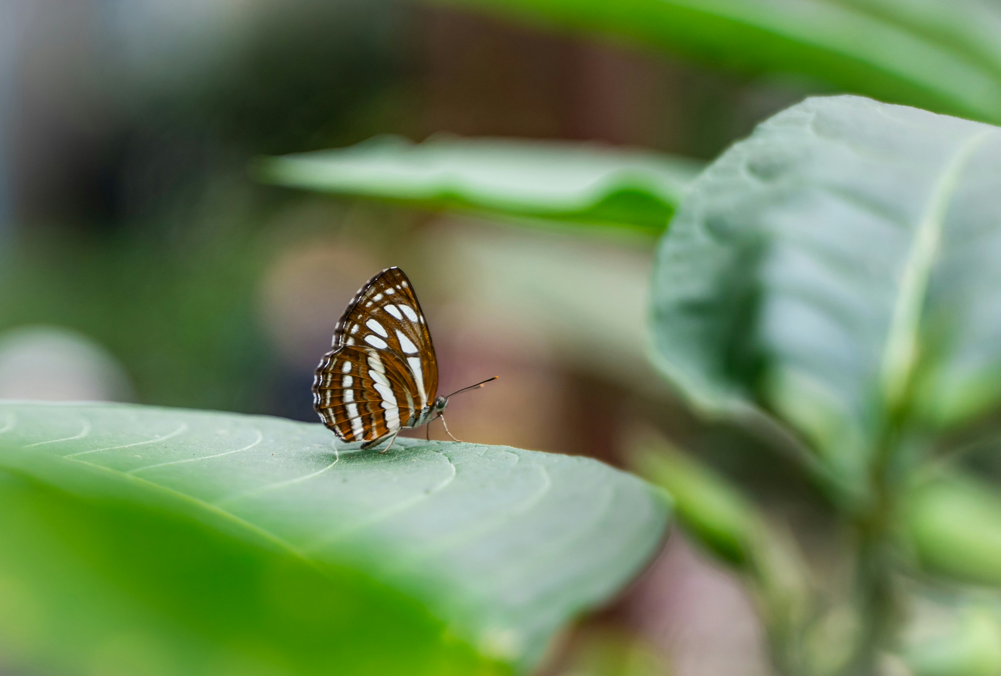 a brown and white butterfly sitting on a green leaf