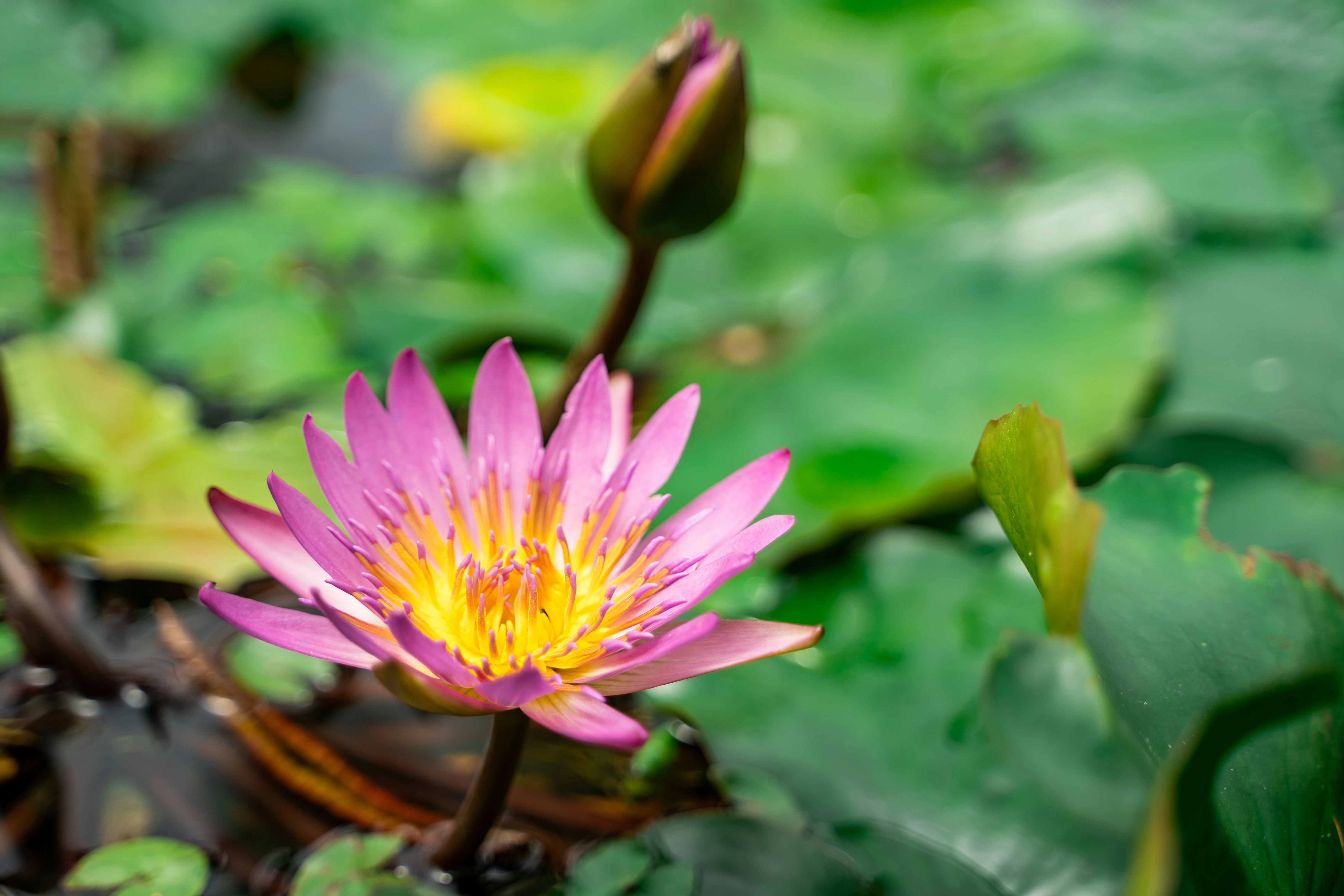 Photo by ngjiesuang94