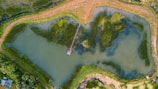 An aerial view of a pond surrounded by greenery and vegetation. A long wooden pier extends into the water, while patches of grass and bushes are visible within and around the pond. The area is bordered by a dirt path and dense trees.