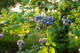 A basket brimming with plump blueberries nestled among sunlit farm foliage.