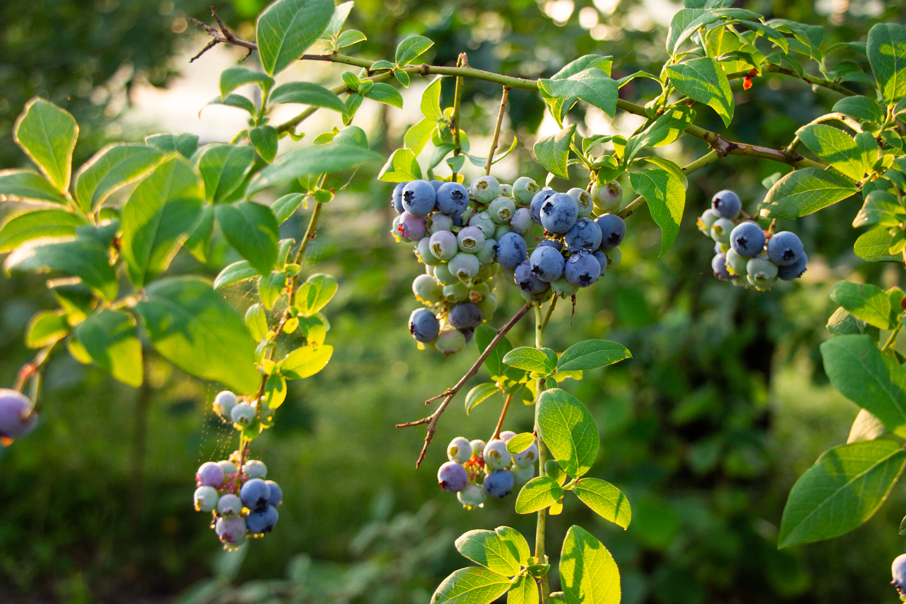 Clusters of blueberries hanging from a leafy branch in low evening light