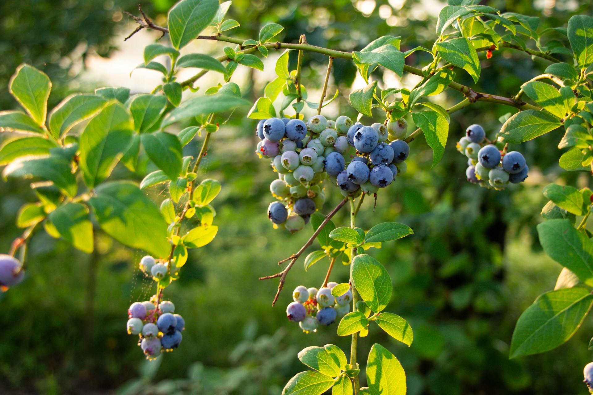 a bunch of blue berries hanging from a tree