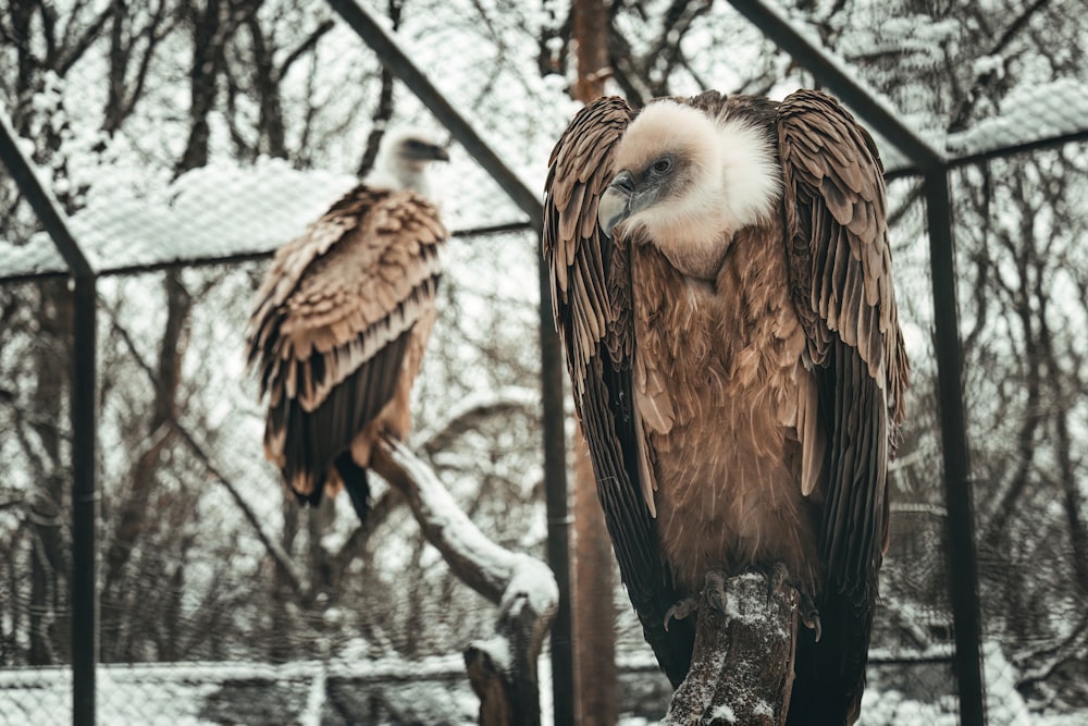 two large birds sitting on top of a tree branch