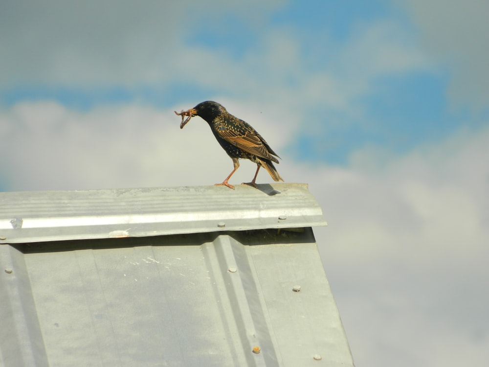 a bird sitting on top of a metal structure