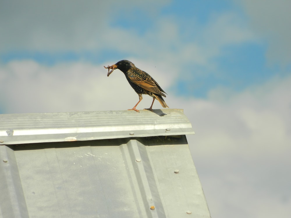 Ein Vogel sitzt auf einer Metallstruktur