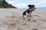 A border collie enjoying a day at the beach.
