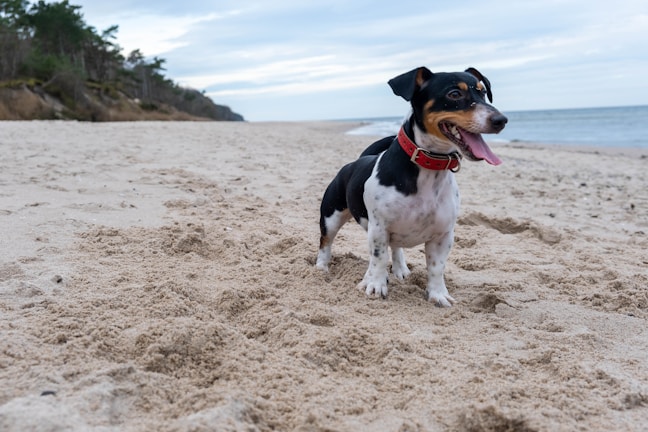A border collie enjoying a day at the beach.