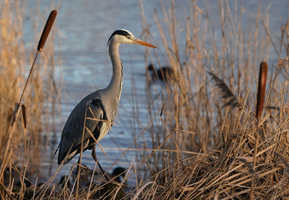 Un uccello è in piedi nell'erba alta vicino all'acqua