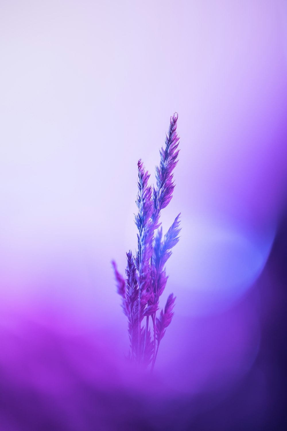 a close up of a purple flower with blurry background