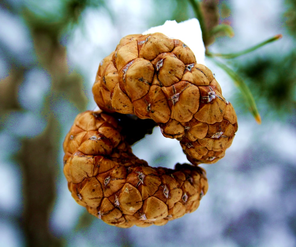 a couple of pine cones hanging from a tree