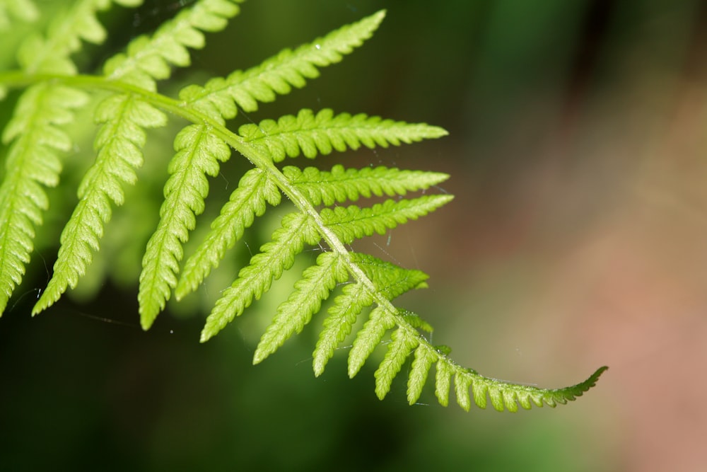 a close up of a green leaf with a blurry background