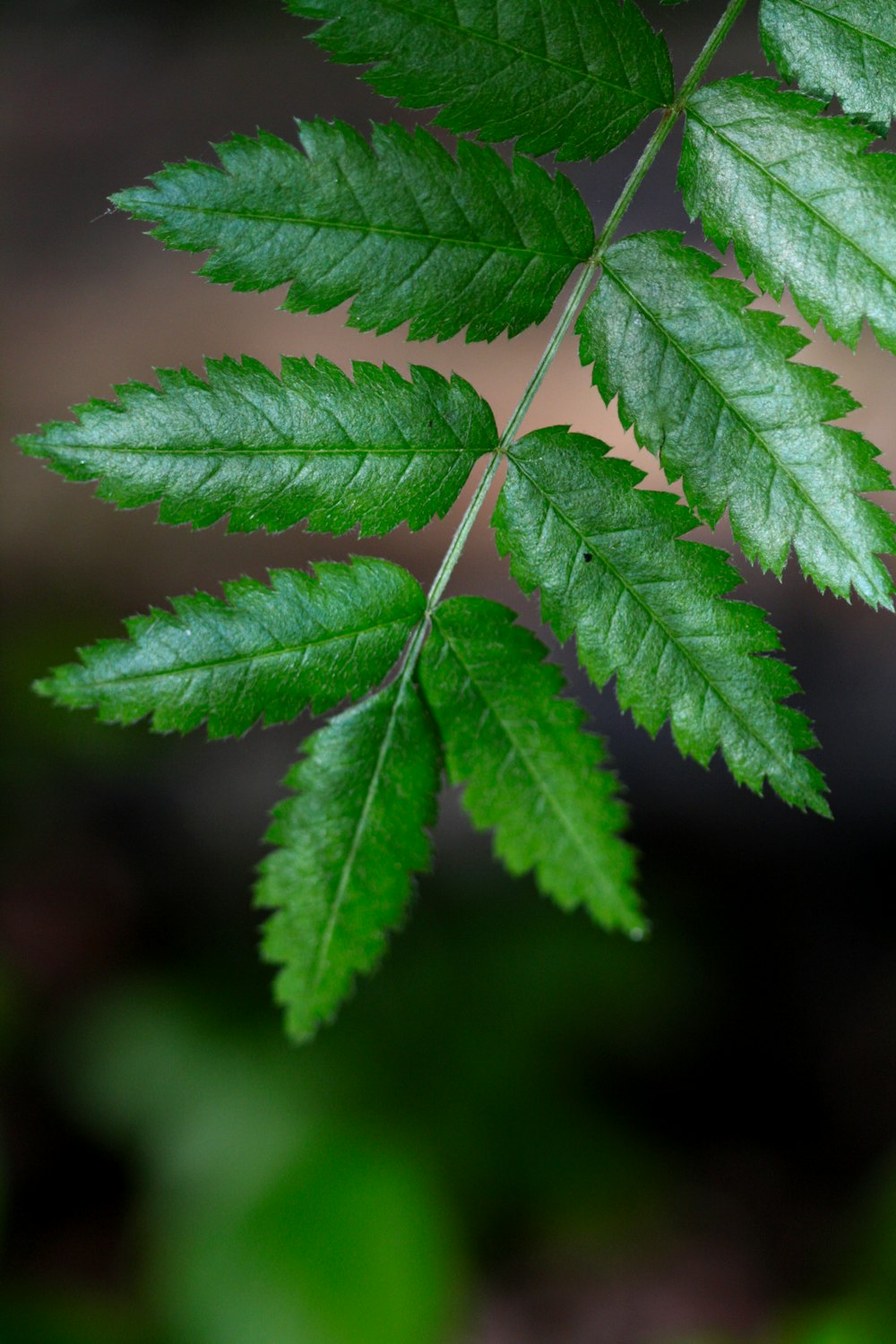 a close up of a green leaf on a tree