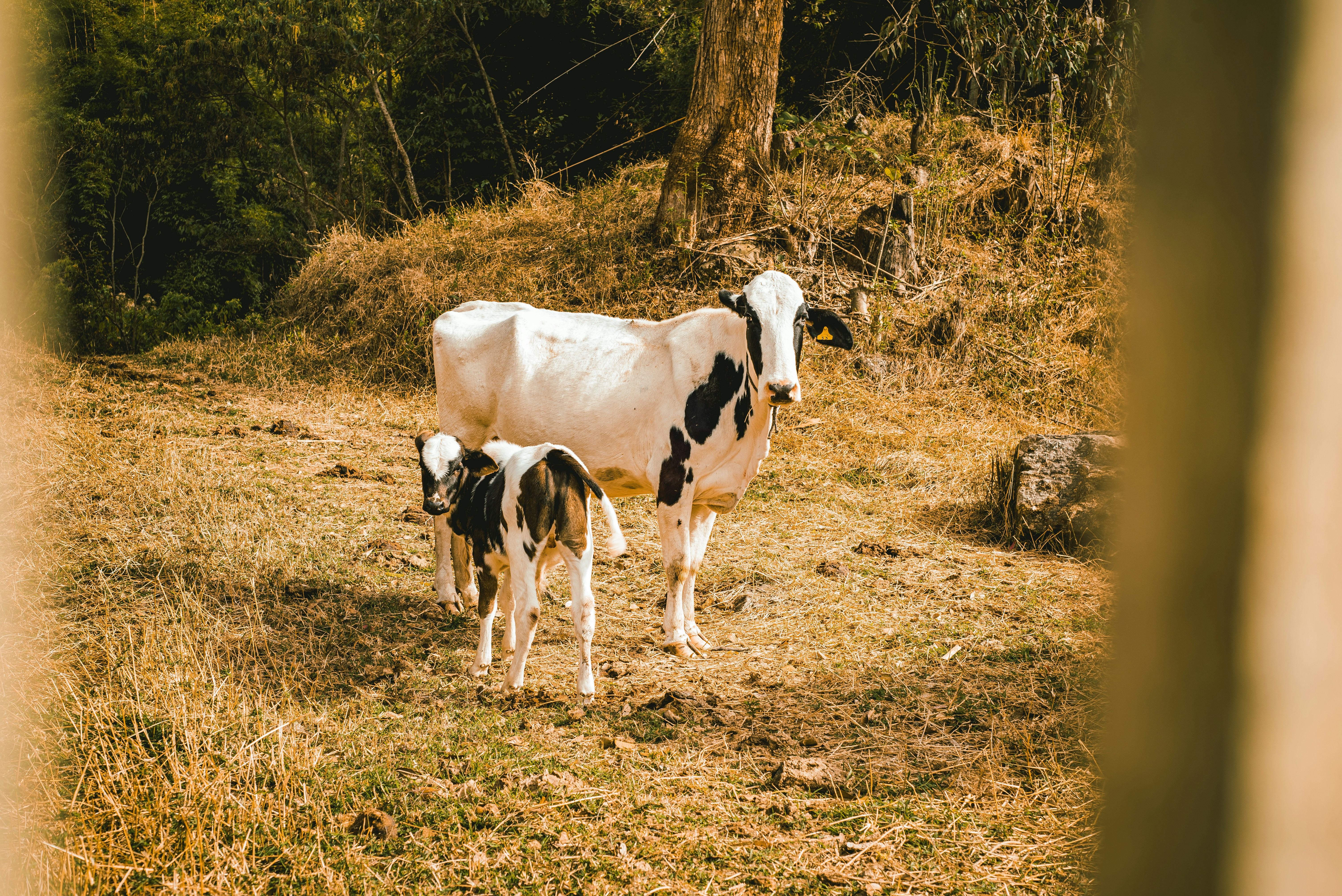 मां गाय और बछड़ा खेत में