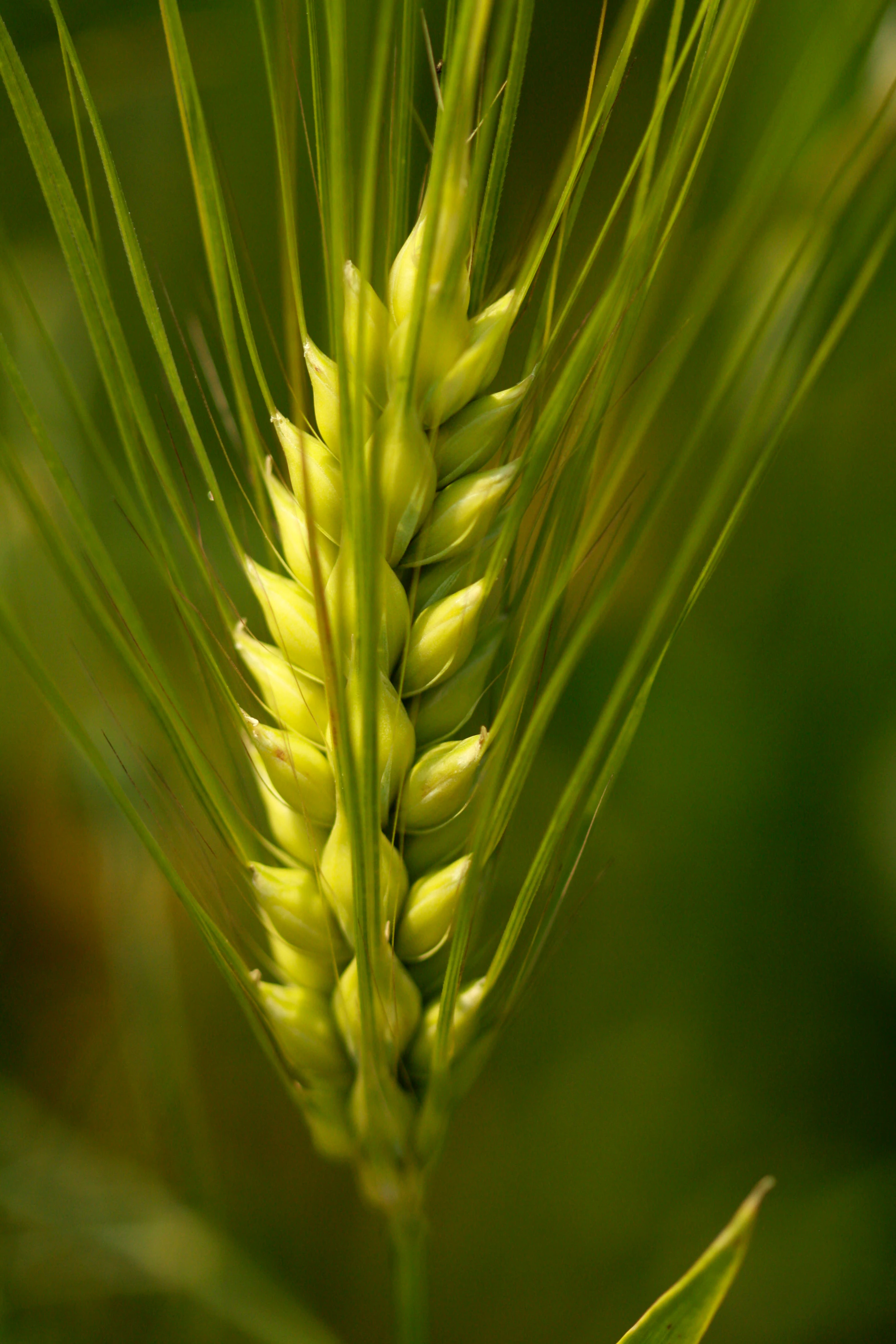a close up of a pine tree branch