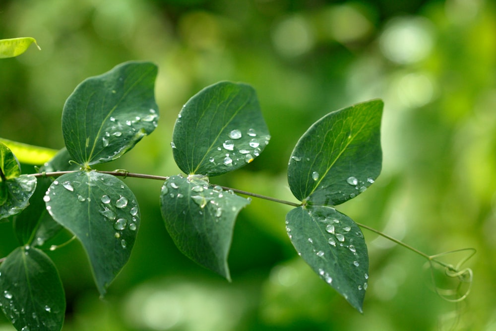 a green leaf with water droplets on it