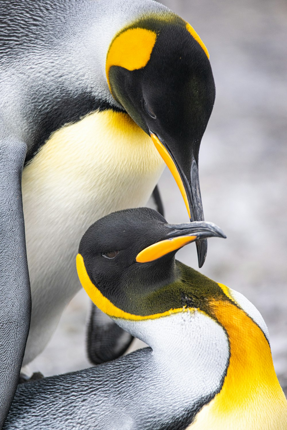 隣同士に立っているペンギンのカップル