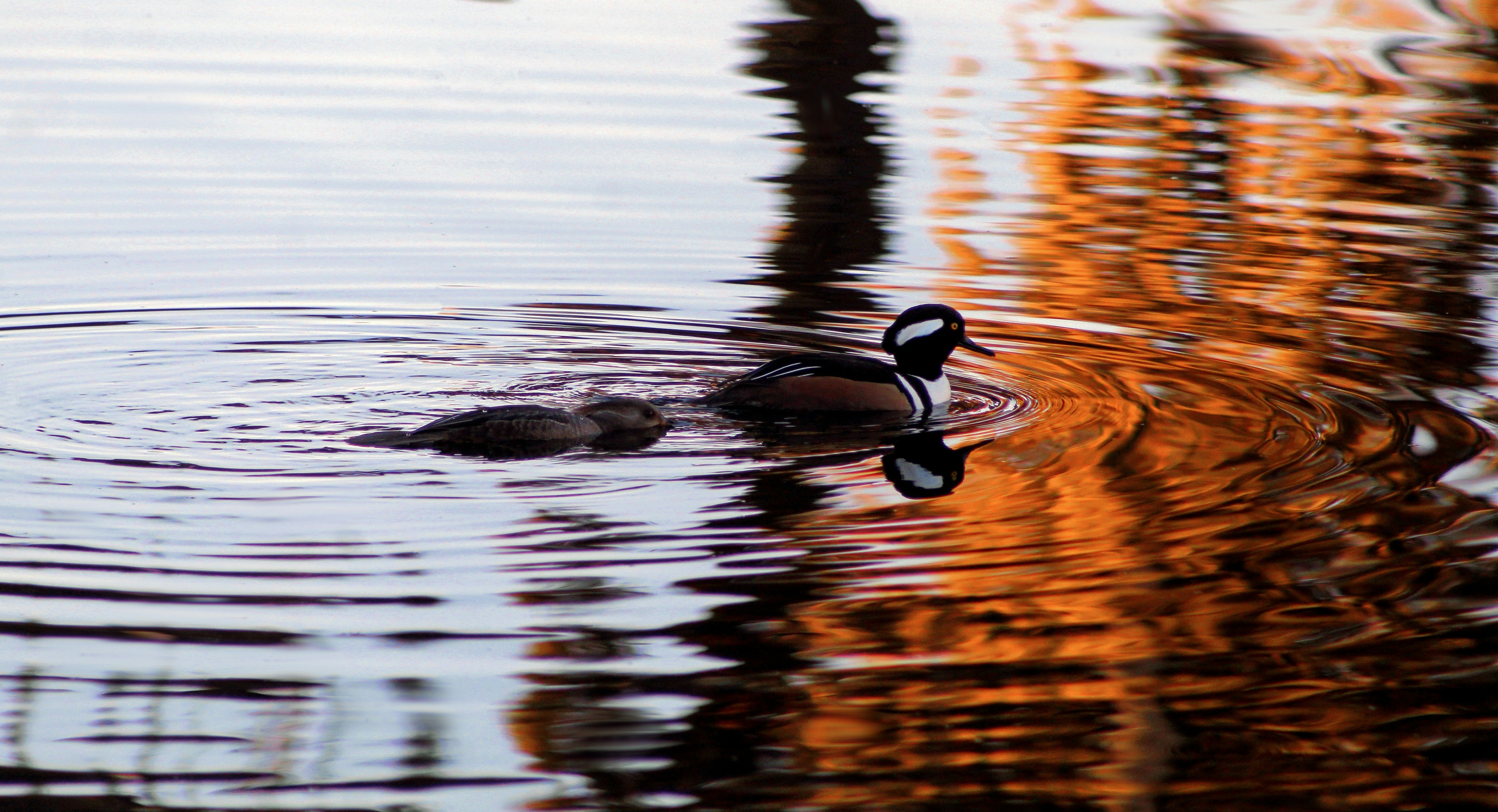 a couple of ducks floating on top of a lake