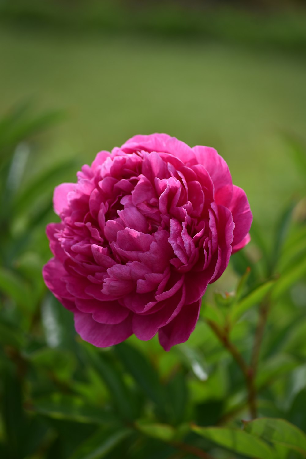 a pink flower with green leaves in the background