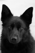 A black and white portrait of a beloved pet.