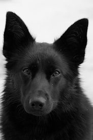 A black and white portrait of a dog with pointed ears and shiny fur. Its eyes are dark and expressive, capturing a sense of calm attentiveness. The background is a soft, blurred white, highlighting the dog's features.