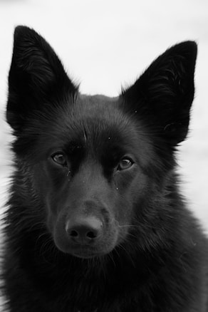 A black and white portrait of a dog with pointed ears and shiny fur. Its eyes are dark and expressive, capturing a sense of calm attentiveness. The background is a soft, blurred white, highlighting the dog's features.