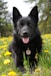 a black dog laying in a field of yellow flowers