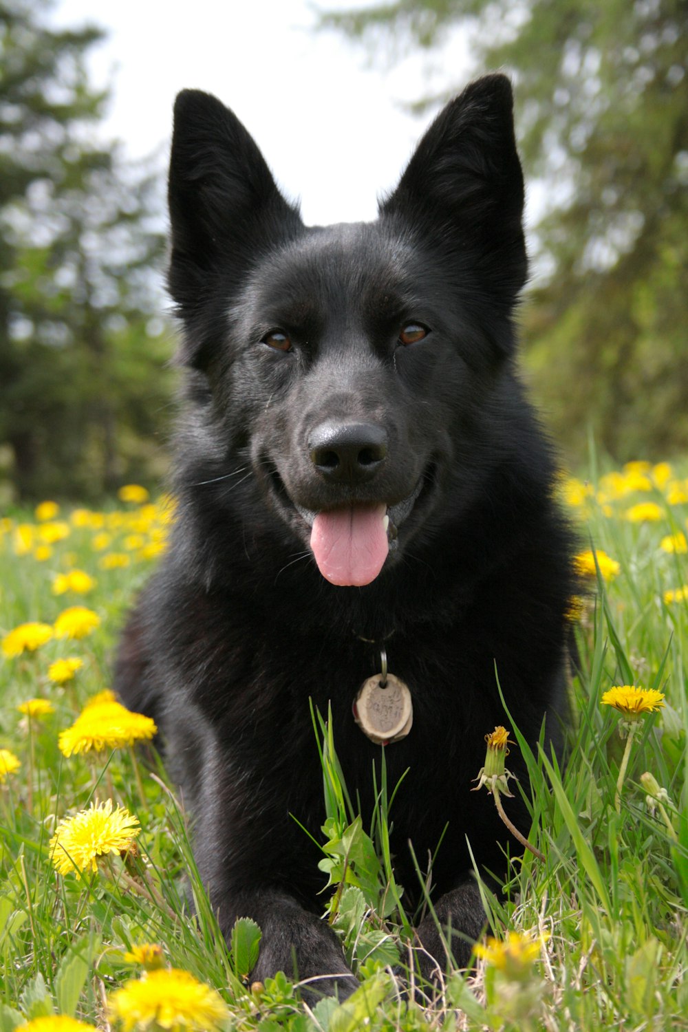 a black dog laying in a field of yellow flowers