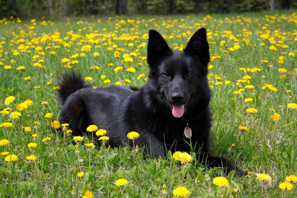 Un chien noir couché dans un champ de pissenlits