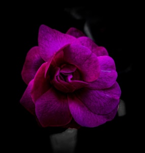 Whispers in the Dark