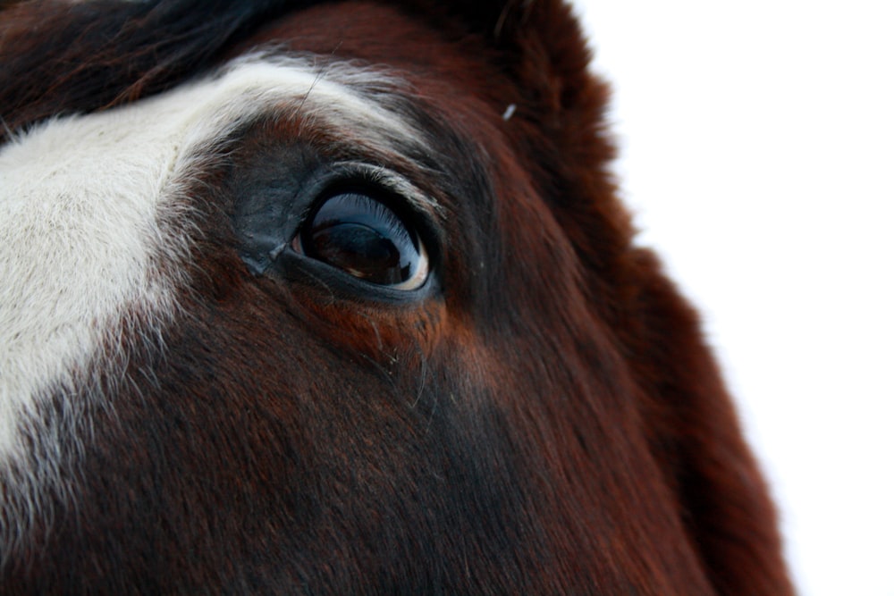 a close up of a brown and white horse's face