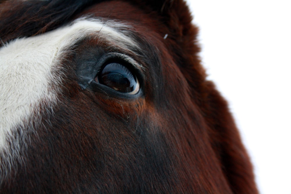 Un primo piano della faccia di un cavallo marrone e bianco