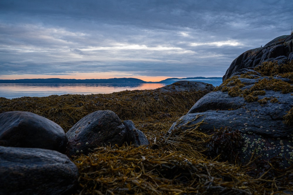 a rocky shore with moss growing on the rocks