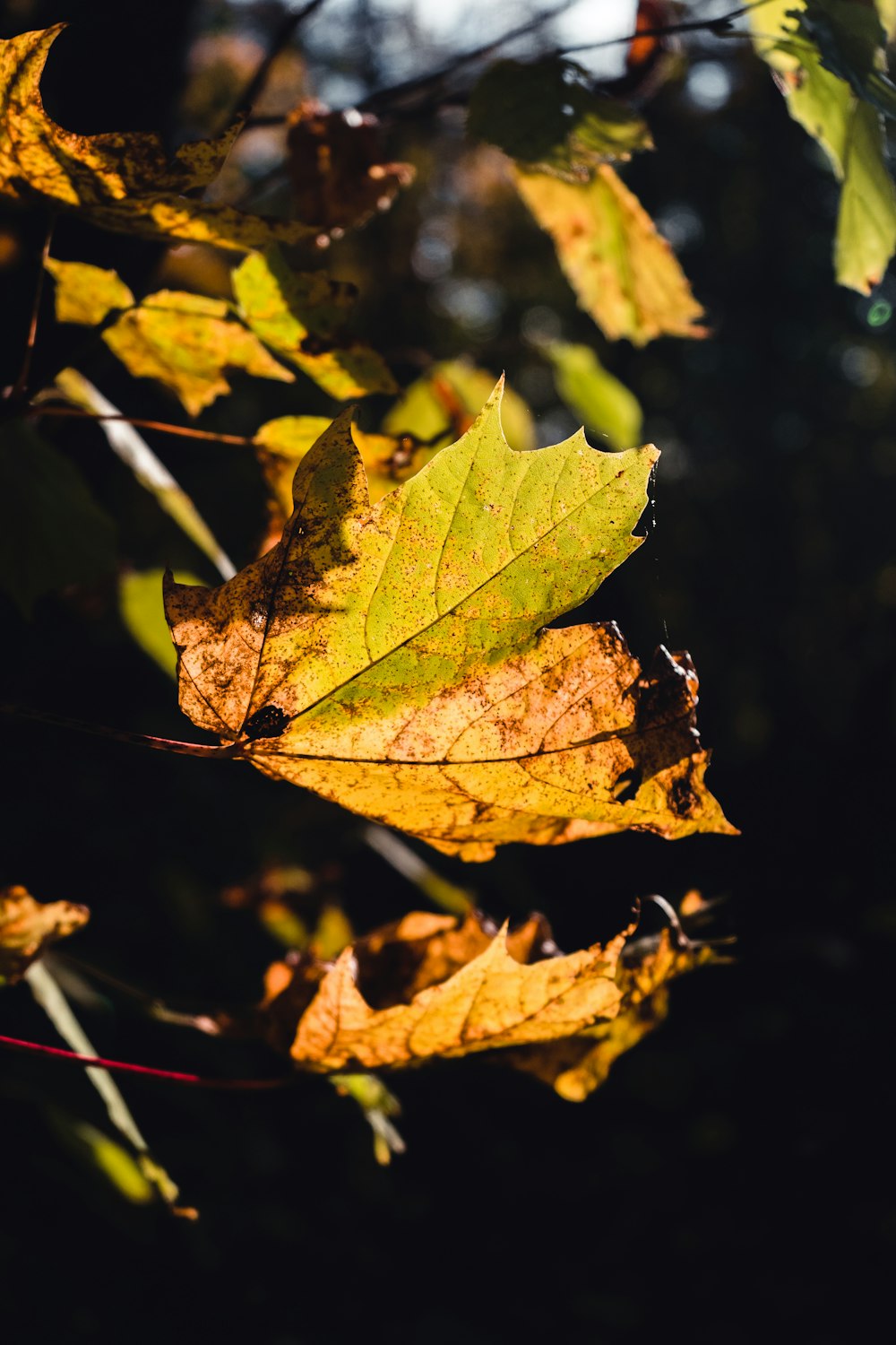 a close up of a leaf on a tree