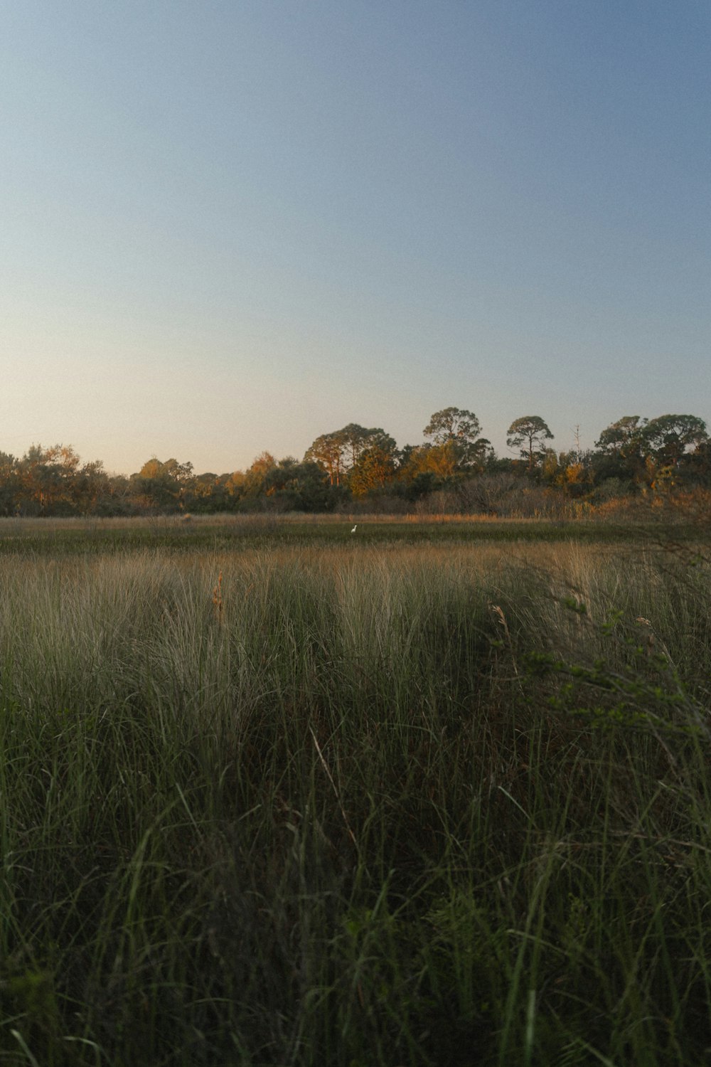 a field of tall grass with trees in the background