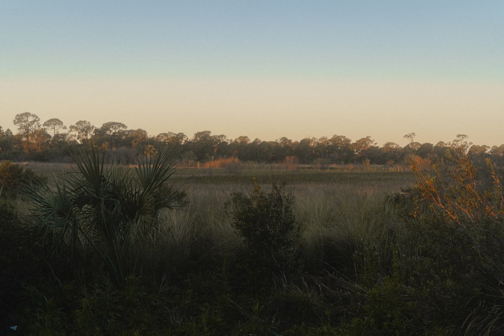 a view of a field with trees in the background