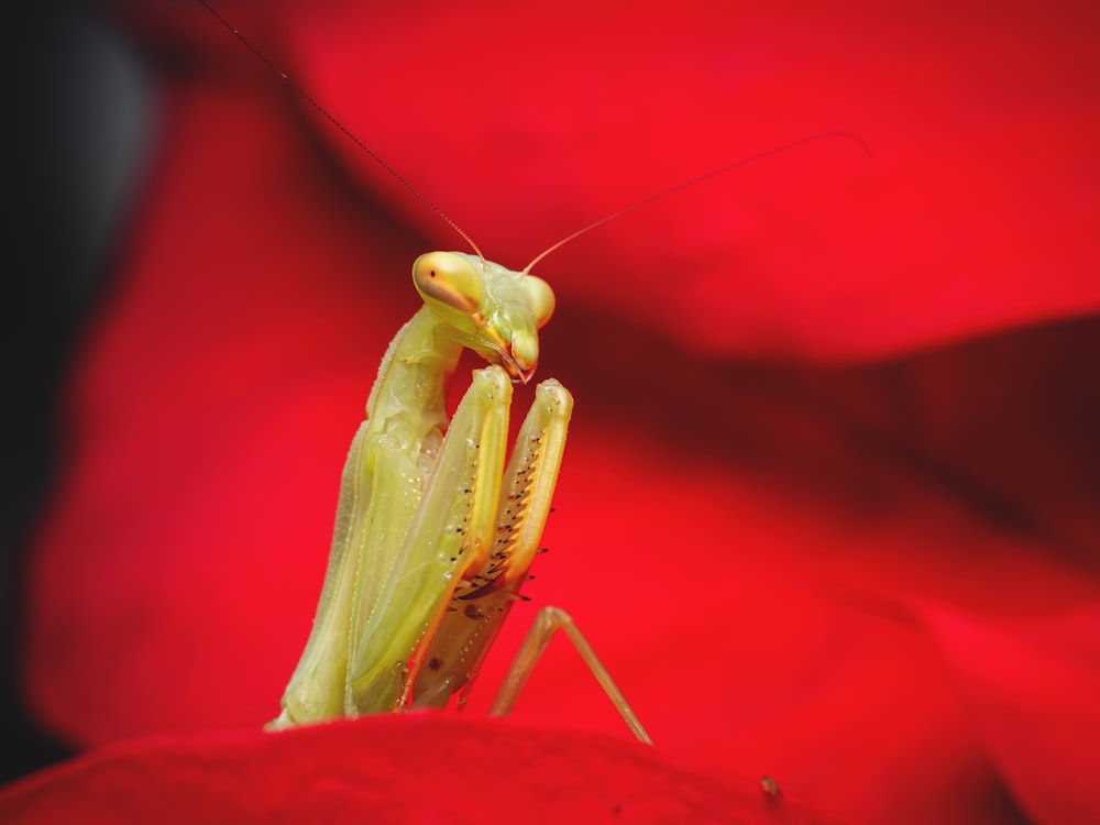 a close up of a grasshopper on a red flower