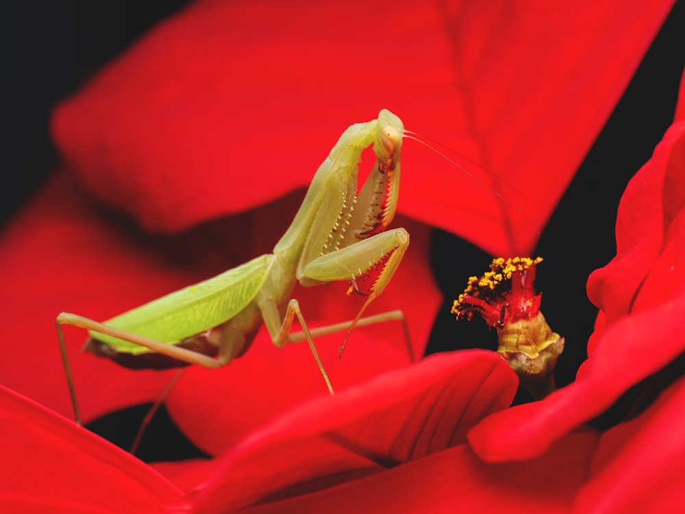 a close up of a grasshopper on a red flower