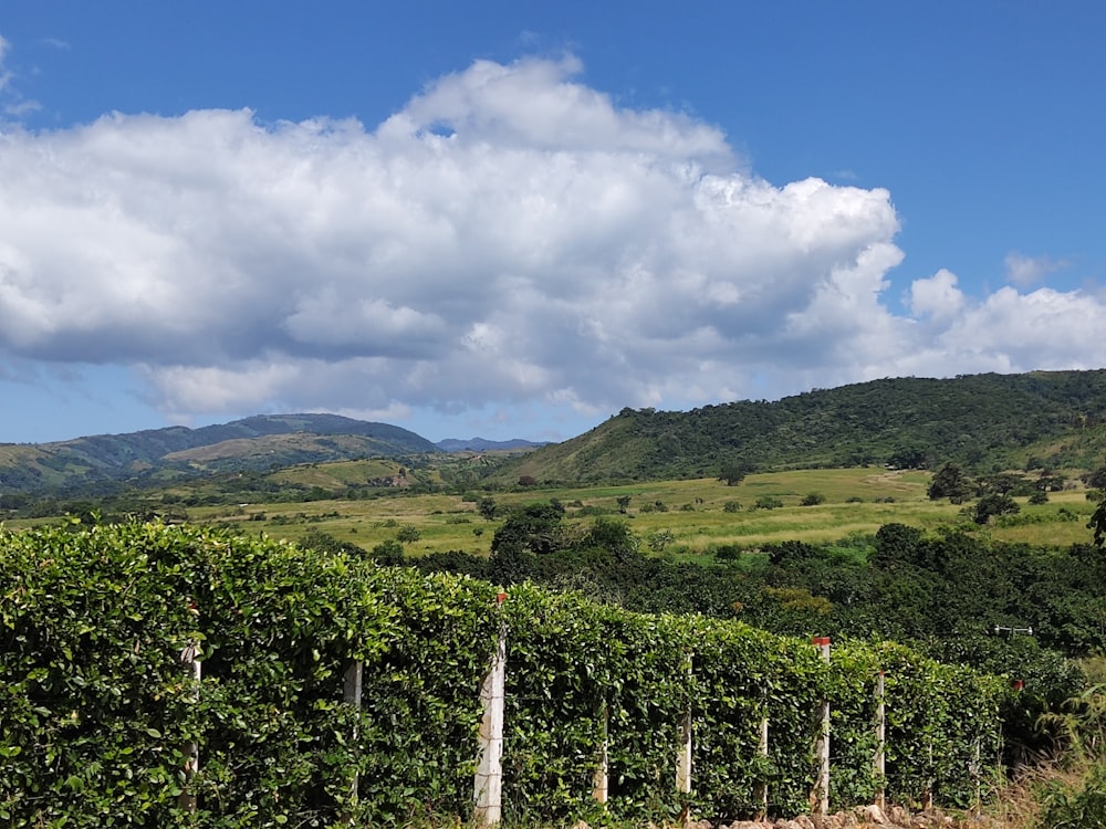 a lush green hillside covered in lots of trees