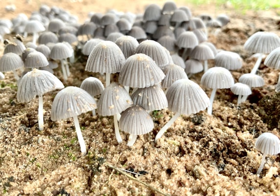 Clusters of small gray mushrooms with delicate, thin stems and dome-shaped caps are emerging from the soil. The mushrooms create a dense, enchanting display against a backdrop of moist earth and hints of greenery.