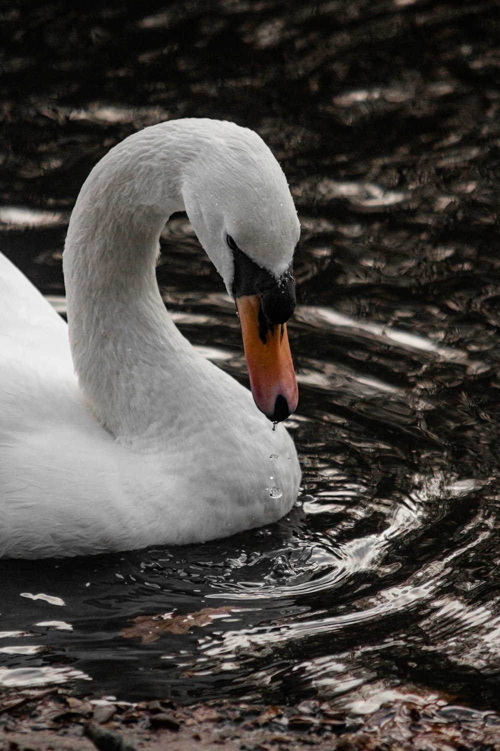a close up of a swan swimming in a body of water