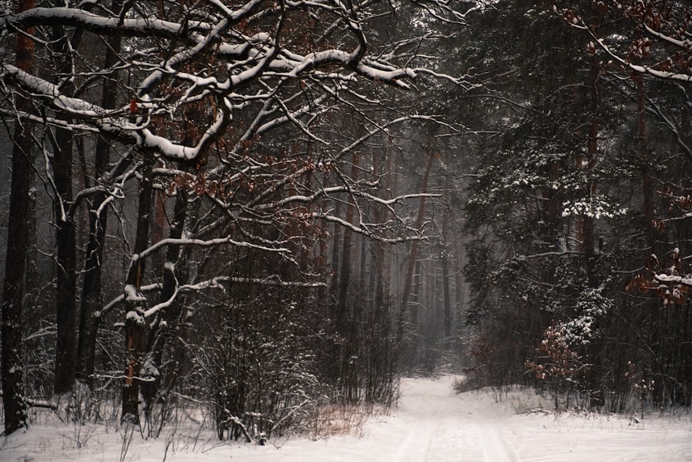 a snow covered road surrounded by trees in a forest