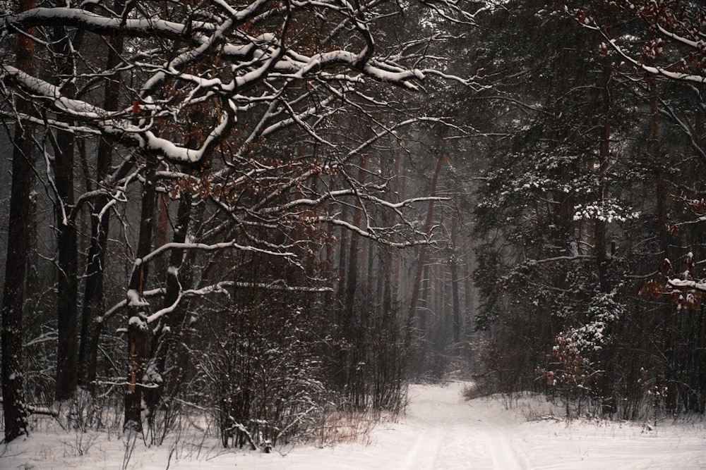 Una strada innevata circondata da alberi in una foresta