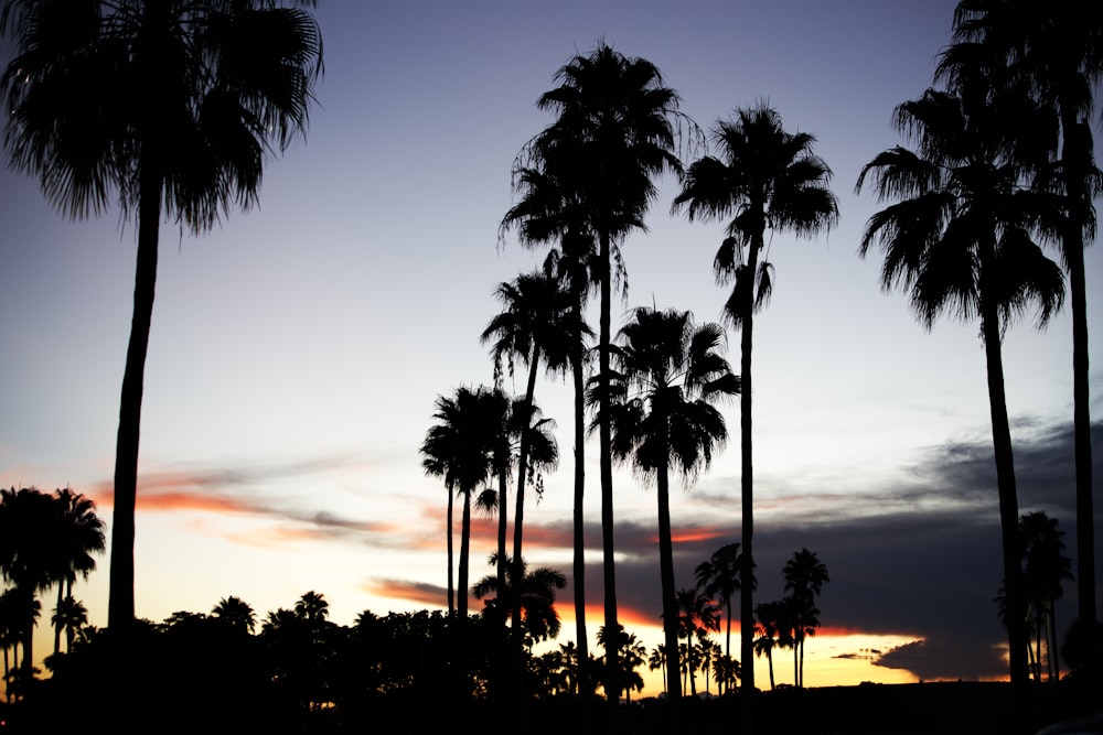 palm trees are silhouetted against a sunset sky