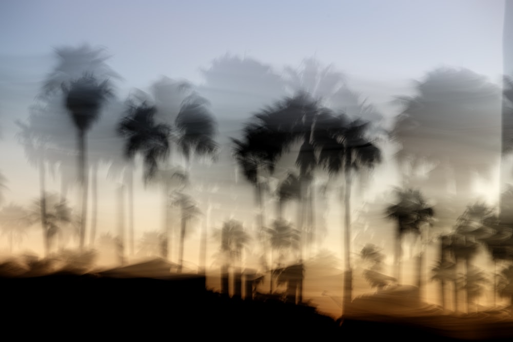 a blurry photo of palm trees in the sunset